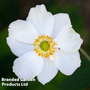 Anemone x hybrida 'Andrea Atkinson'