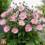 Anemone hupehensis 'Pocahontas' (Fantasy Series)