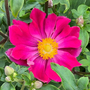 Anemone hupehensis 'Fantasy? Ariel'