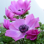 Anemone coronaria 'Harmony Orchid'