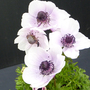 Anemone coronaria 'Harmony Pearl'