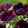 Anemone coronaria 'Meron Bordeaux'