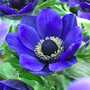 Anemone coronaria 'Mr Fokker' (De Caen Group)