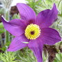 Pulsatilla vulgaris