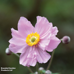 Anemone hybrida 'Queen Charlotte'