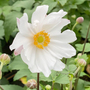 Anemone hupehensis 'Snow Angel'