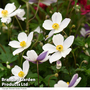 Anemone 'Wild Swan'