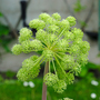 Angelica archangelica - Kew Flowerhouse Seed Collection