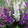 Angelonia 'Serena Mix'