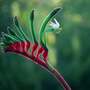 Anigozanthos Hybrids Mix
