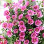 Anisodontea 'Elegans Princess'