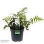 Anisocampium 'Sheareri'