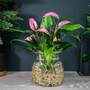 Anthurium Aqua in Sierglass