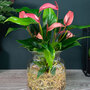 Anthurium Aqua Salmon in Sierglass