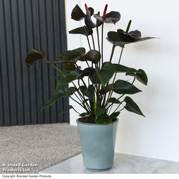 Anthurium 'Black Love' - Gift