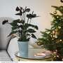 Anthurium 'Black Love' - Gift