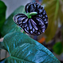 Anthurium 'Black Love'