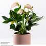 Anthurium andraeanum 'Joli Peach'