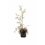 Anthriscus sylvestris 'Ravenswing'