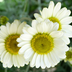 Anthemis Tinctoria 'Sauce Hollandaise'