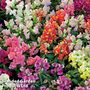 Antirrhinum majus pumilum 'Magic Carpet' - Easy Grow Seed Range