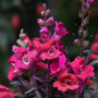 Antirrhinum 'Mini Cherry Cola' - Seeds