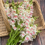 Antirrhinum majus 'Potomac Apple Blossom' F1 - Seeds