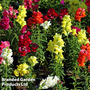 Antirrhinum 'Aromas Mixed'