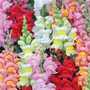 Antirrhinum 'Axiom Series Mixed' F1 Hybrid - Seeds