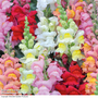 Antirrhinum 'Axiom Series Mixed' F1 Hybrid - Seeds