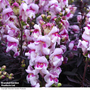 Antirrhinum majus 'Bronze Dragon' - Seeds