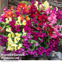 Antirrhinum 'Candy Showers'