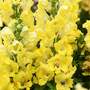Antirrhinum majus 'Dazzling Lips Lemon'