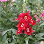 Antirrhinum majus 'Dazzling Lips Red'