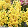 Antirrhinum majus 'Dazzling Lips Yellow Eye'
