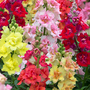 Antirrhinum 'Double Shot Mixed'