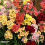 Antirrhinum 'Double Shot Mixed'