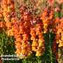 Antirrhinum 'Komodo Orange'