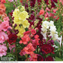 Antirrhinum majus 'Double Madame Butterfly Mixed' F1 Hybrid - Seeds