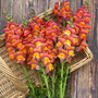 Antirrhinum majus 'Potomac Dark Orange' F1 - Seeds