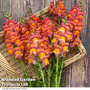 Antirrhinum majus 'Potomac Dark Orange' F1 - Seeds