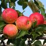 Apple 'Red Falstaff'