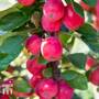Apple 'Appletini'