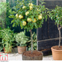 Apple 'Golden Delicious' (Mini Fruit Tree)