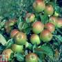 Apple 'Cox Self Fertile'
