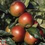 Apple 'Fiesta'