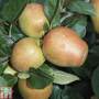Apple 'Adam's Pearmain'