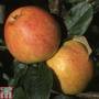 Apple 'Bardsey Island'