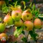 Apple 'Blenheim Orange'