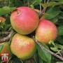 Apple 'Christmas Pippin'